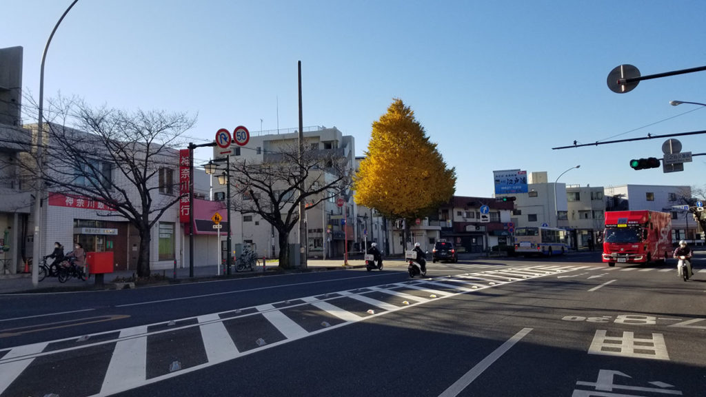 本牧の大きな銀杏の木 本牧の大きな銀杏の木